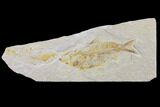 Bargain Fossil Fish (Knightia) - Wyoming #150615-1